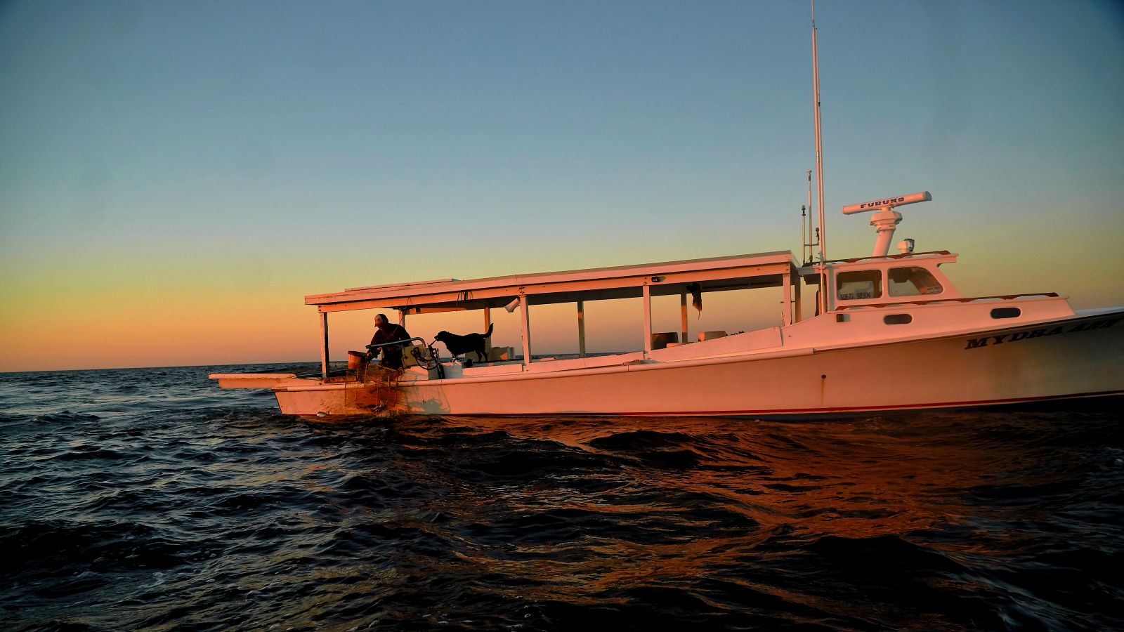 The Blue Crabs of November Maryland Sea Grant